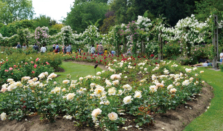  【第31回】ロンドン旅行記2 ～リージェンツパーク「クイーン・メアリーズ・ガーデン」と市民農園を散策