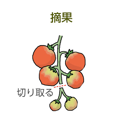 「トマト 摘果」の画像検索結果