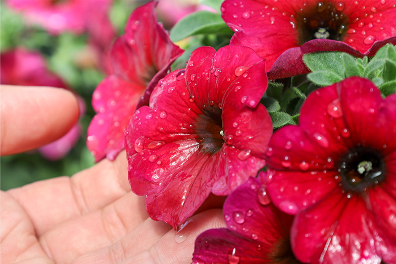 雨にぬれても元気に咲いている、ペチュニア ビューティカルの鉢植え