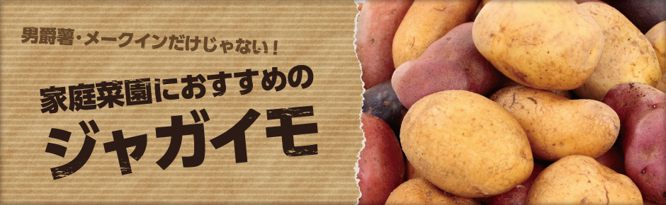 男爵薯・メークインだけじゃない！家庭菜園におすすめのジャガイモ