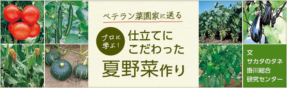 ベテラン菜園家に送る プロに学ぶ！仕立てにこだわった夏野菜作り