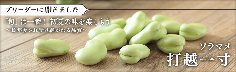 サカタのタネ ブリーダーに聞きました ソラマメ「打越一寸」旬は一瞬！長年愛され続ける品質