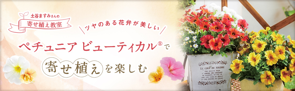 ペチュニア「ビューティカル(R)」で寄せ植えを楽しむ 土谷ますみさんの寄せ植え教室
