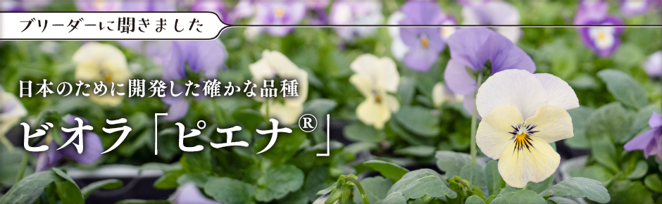 ビオラ「ピエナ®」日本のために開発した確かな品種