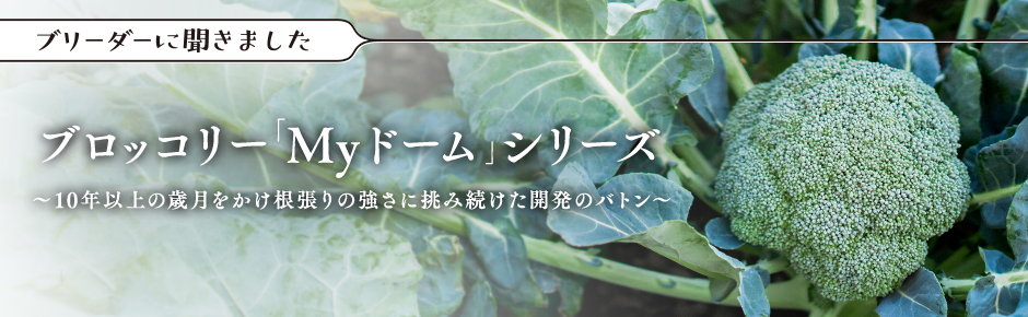 サカタのタネ ブリーダーに聞きました ブロッコリー「Myドーム」シリーズ 10年以上の歳月をかけ根張りの強さに挑み続けた開発のバトン
