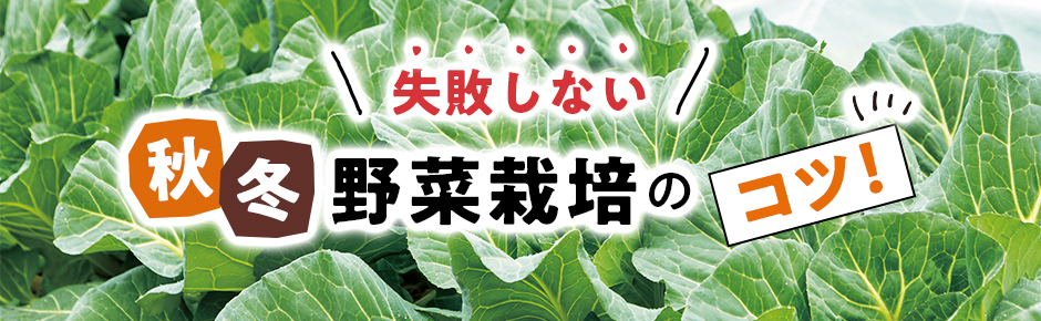 失敗しない！秋冬野菜栽培のコツ！