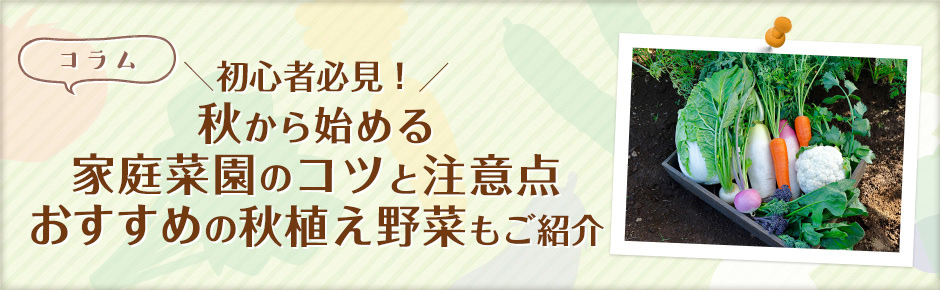 初心者必見！秋から始める家庭菜園のコツと注意点 おすすめの秋植え野菜もご紹介│コラム