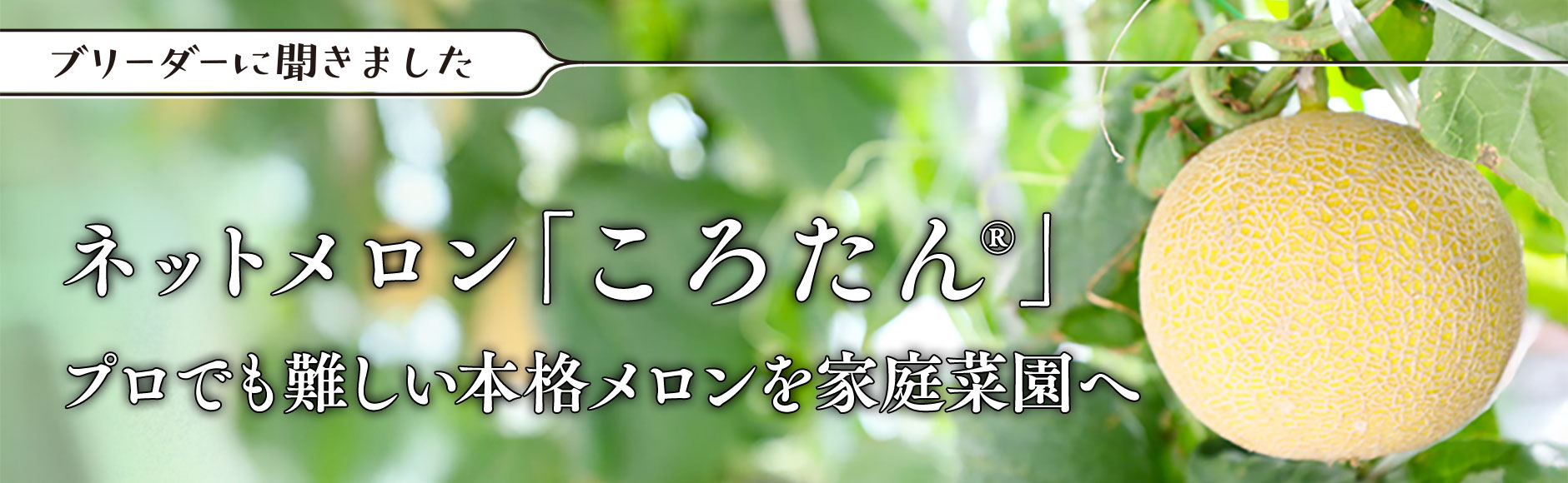ネットメロン「ころたん®」“本格メロン”を家庭菜園に届けたい
