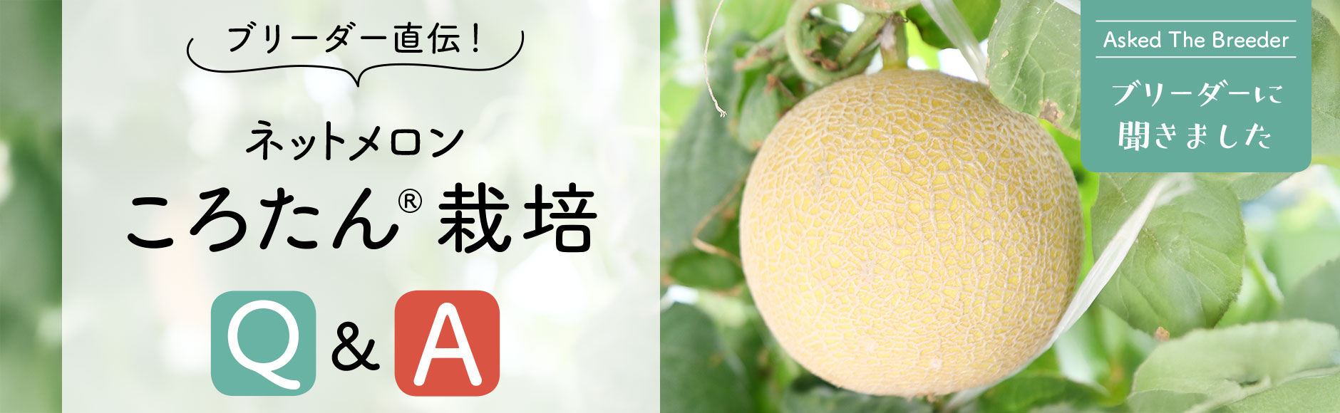 ブリーダーに聞きました ブリーダー直伝！ネットメロン ころたん®栽培Q&A