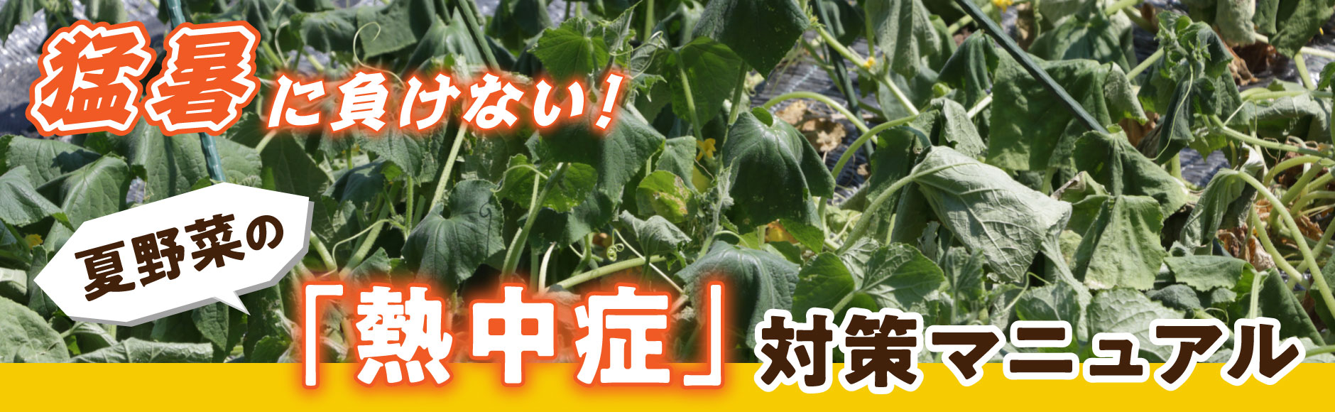 猛暑に負けない！夏野菜の「熱中症」対策マニュアル