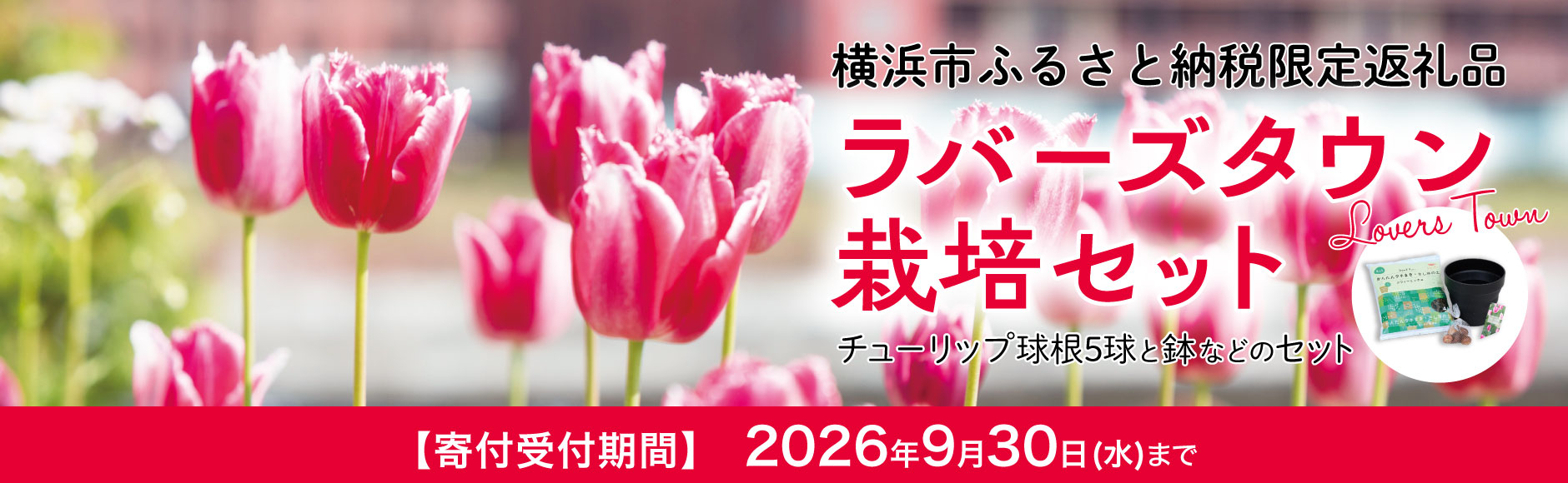 9/30（水）まで！限定チューリップ「ラバーズタウン」の球根栽培セットを横浜市ふるさと納税の返礼品として受付中