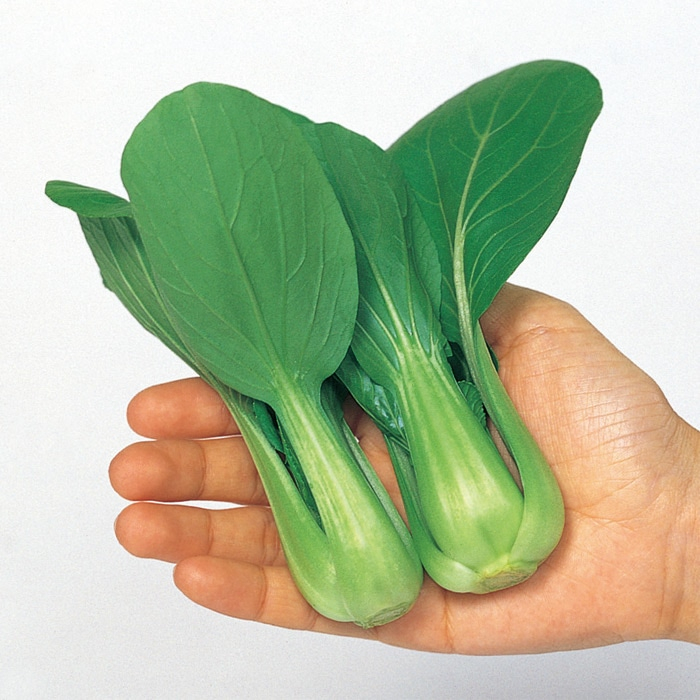 ミニチンゲンサイ シャオパオ<sup>®</sup>