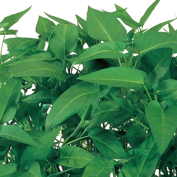 中国野菜 エンツァイ