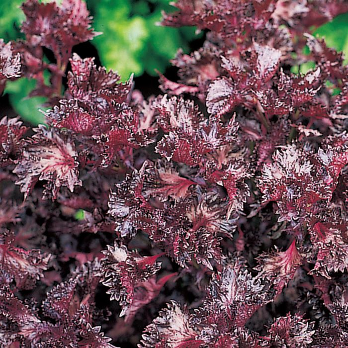 赤ちりめんしそ