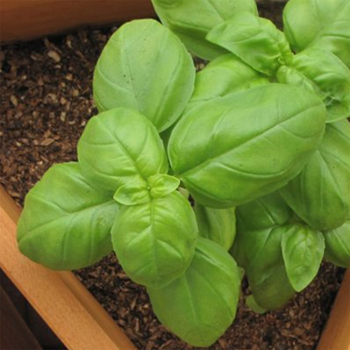 バジルの種