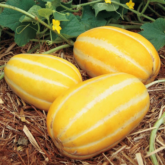 おうち野菜<sup>®</sup> マクワウリ すっきりメロン