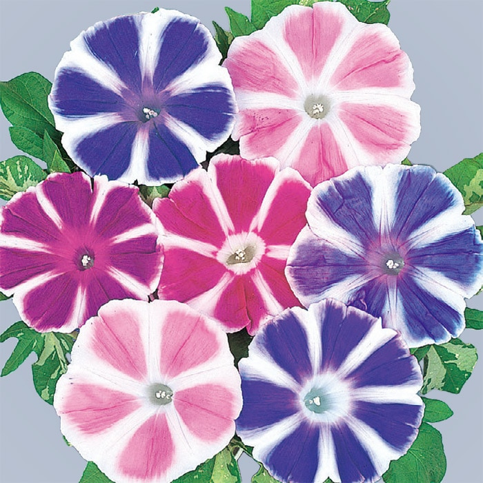 アサガオ 富士シリーズ（鉢植え向き）