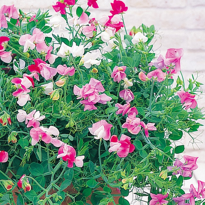 コンテナスイートピー キューピッド ミックス（わい性、花壇・鉢植え向き）