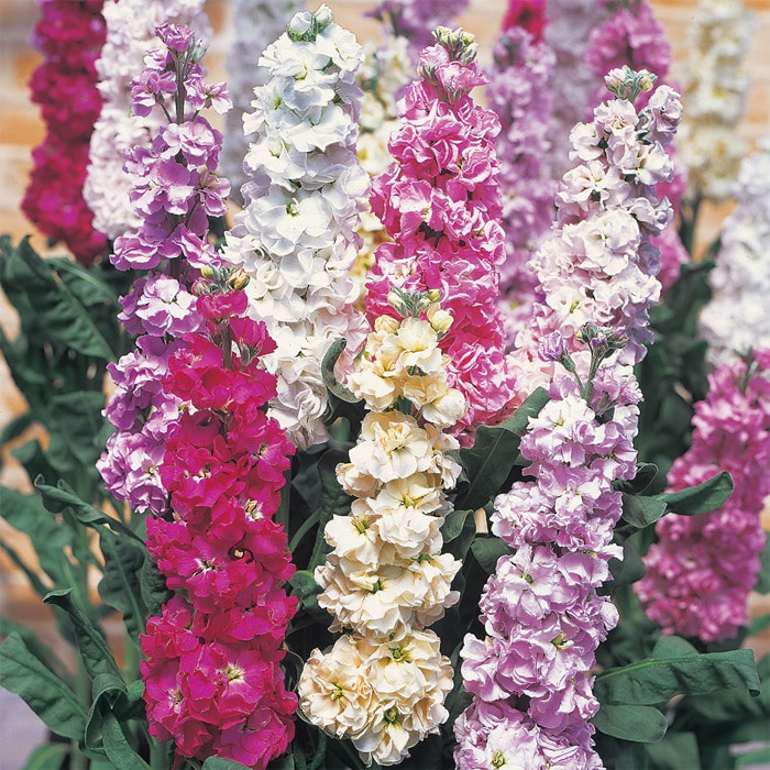 ストック 切り花用 早生系 混合（高性、切り花向き）
