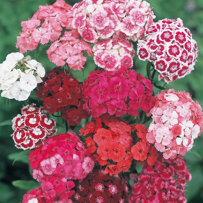 美女なでしこ 切り花用 混合