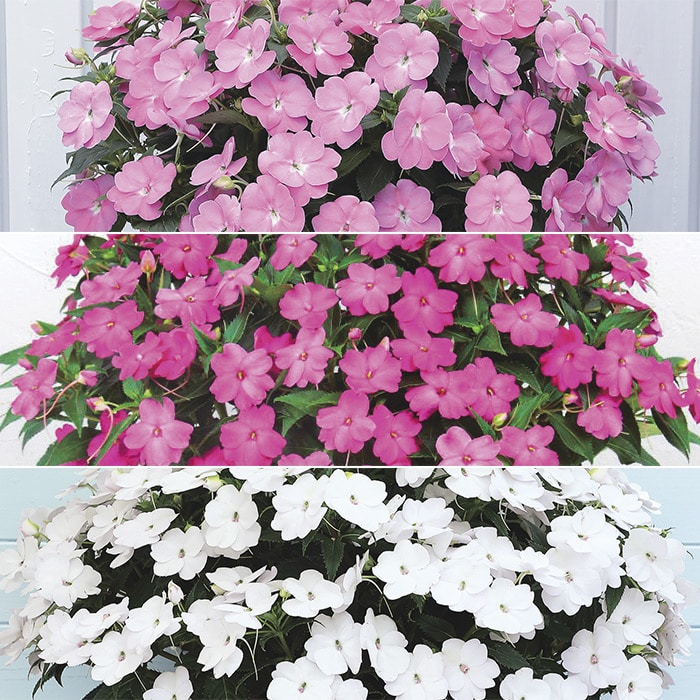 サンパチェンス（R） キュートカラー 3種セット