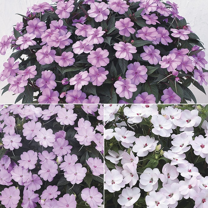 サンパチェンス（R） ニュアンスカラー 3種セット