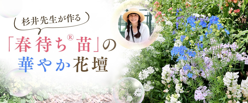 杉井先生が作る 「春待ち（R）苗」の華やか花壇