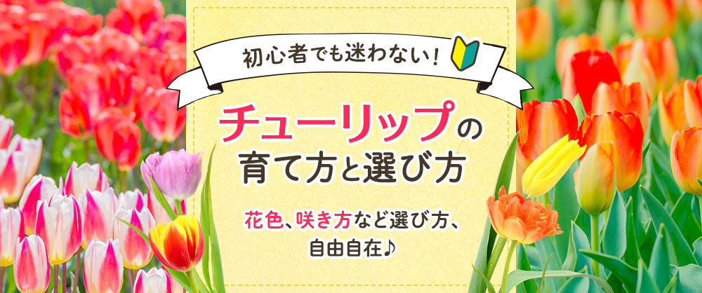 初心者でも迷わない！チューリップの育て方と選び方