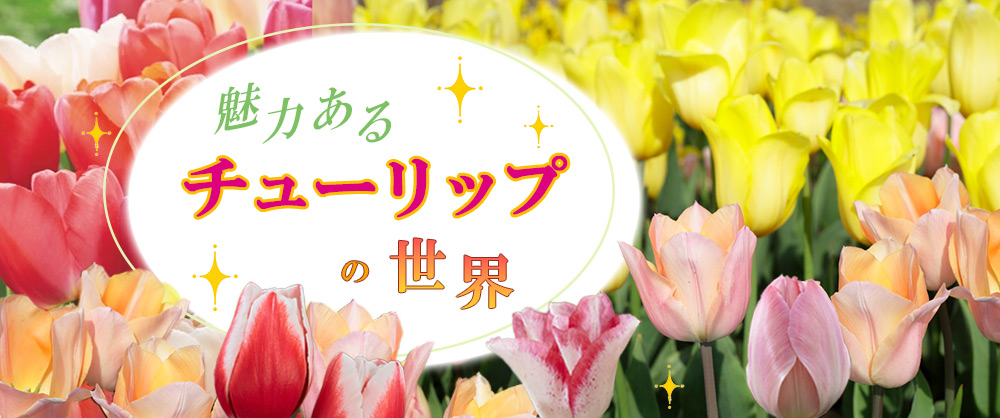魅力あるチューリップの世界https://sakata-netshop.com/feature_list/detail/tuliprecommend.html