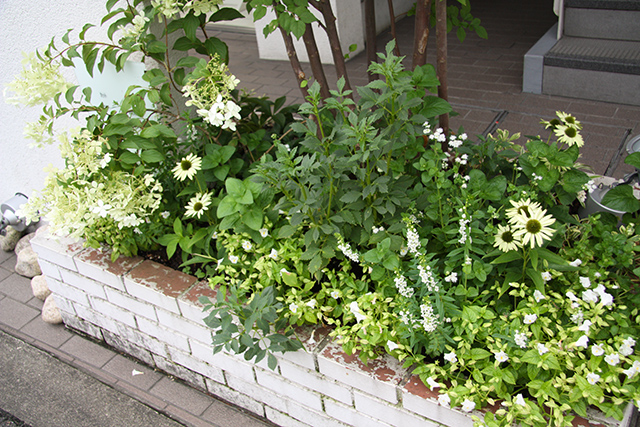 赤レンガを白くペイントし、植物も白花でまとめたホワイトガーデンの花壇。中央に主木のエゴノキ、周囲にエキナセア「ヴァージン」、アンゲロニア、トレニア、ノリウツギ「ファントム」などを植栽