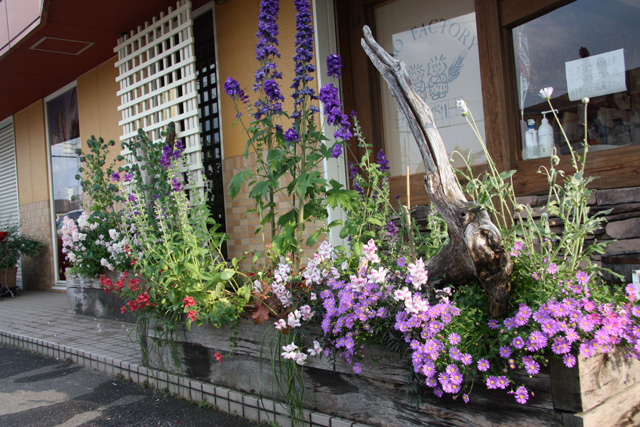 中央にデルフィニウム(紫花)、右奥にアークトチス(白花)、左奥にサルビア ホルミナム（紫花）と草丈の高い花を植栽。花壇のへりの中央にキンギョソウ(白とピンクの2色)、右にブラキカム(薄紫花)、左にディアスキア(オレンジ花)を配置