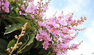 オオバナサルスベリ 開花中 大株 80cm｜Yahoo!フリマ（旧