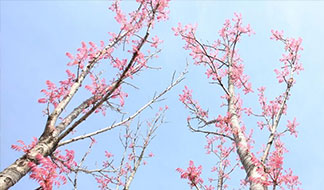20150424kosugi_thumb.jpg