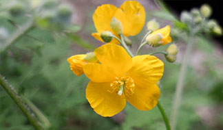 20150918kosugi_thumb.jpg