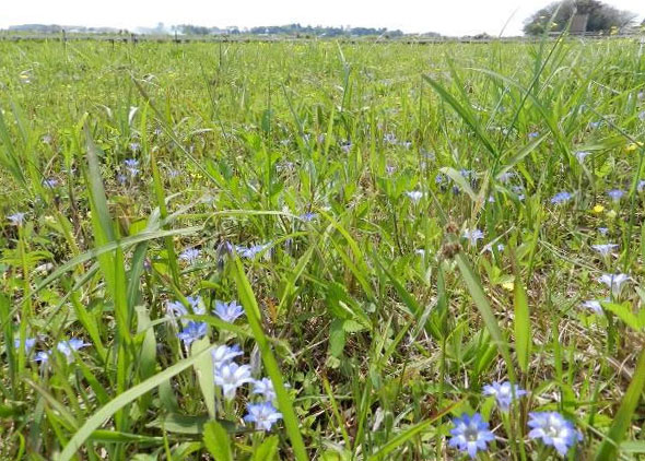 ハルリンドウGentiana thunbergiiは、東アジアの湿った原野や湿地に咲く小型のリンドウで、関東では4月下旬に開花します。一面に群生する青い花は実に美しく、しかも花の大きさ、咲き方、色の違いなどの多様性があって面白いリンドウです。