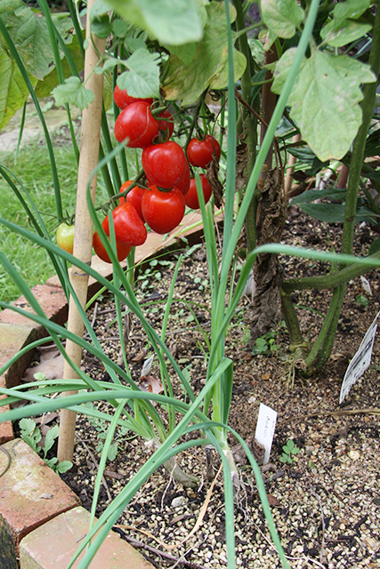 手前のネギ状の野菜はとても珍しいネギとニラの雑種のネギニラ「なかみどり」です。育てやすく、オーガニックで育てるにはぴったり