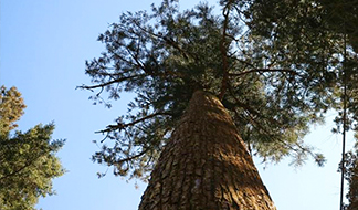 1　杉、古木 20160308kosugi_thumb.jpg