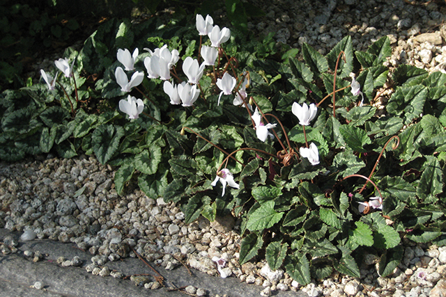 夏は休眠し、秋になると花がいっぱい咲いて、開花後葉が展開するシクラメン ヘデリフォリウム