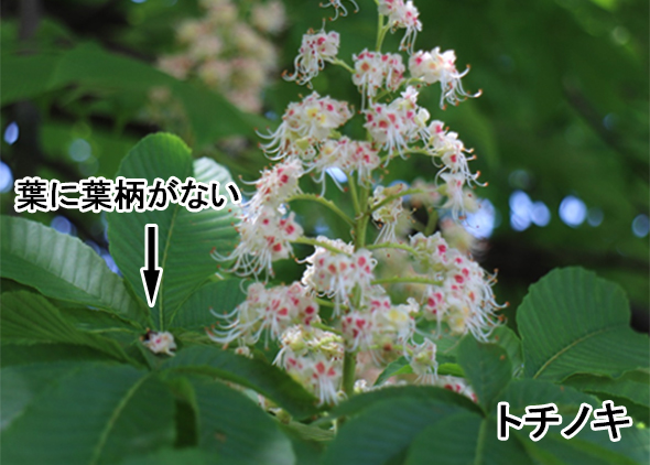 日本で撮影したトチノキ