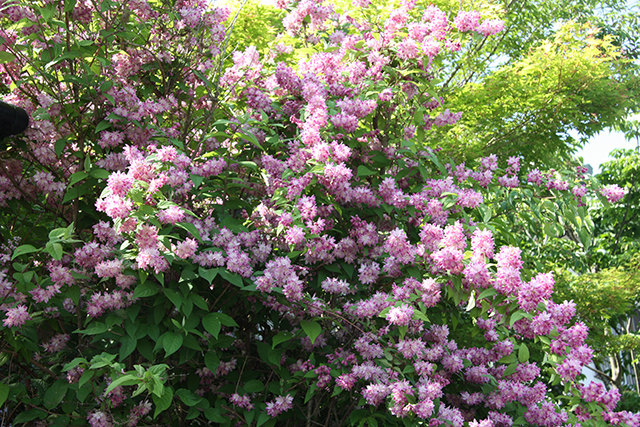 ウツギ｢マジシャン｣。放っておくと高さ2mは超しますが、花時はピンクの小花でびっしり埋まり見事です