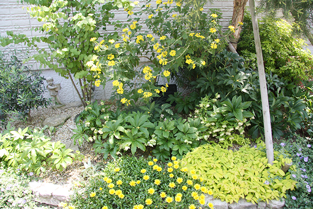 奥の黄花はフロミス フルティコーサ。手前の黄花はガザニア、手前右手はヒペリカム。いずれも植え替えを必要としない大変丈夫な植物です
