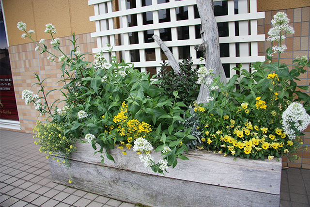 黄花のビオラ、チェイランサス、宿根アリッサムと、白花のセントランサス アルブスをシンプルに組み合わせました