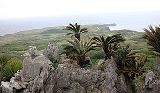 サイカス　レボルタ　イエローシャワー　ソテツ ソテツはじめました | つべるふブログ 多肉生活 2021〜