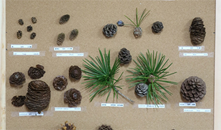 休暇をとって集めた 球果図鑑[その3]｜東アジア植物記｜読みもの｜サカタのタネ 家庭菜園・園芸情報サイト 園芸通信