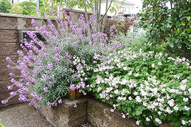 左側の花はエリシマム「ボーレスモーヴ」、右側の花はゲラニウム「ビオコボ」で、共に最強健な宿根草です