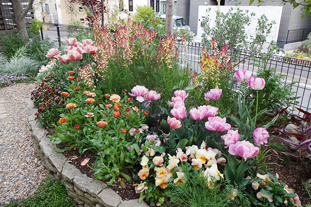 ビオラにカレンデュラ「コーヒークリーム」、後ろにはリナリア「リシリアピーチ」を植え、中ほどに開花時には主役に躍り出る八重咲きチューリップを配しています