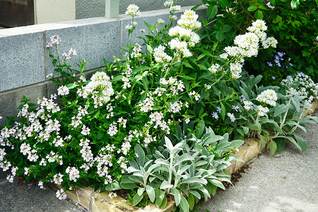 ラベンダーピンクの小花は宿根ネメシア「コンフェティ」、その手前の銀白葉はラムズイヤー、白い小花はセントランサス、少し見える青花はブルーデージーです