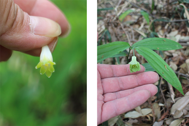 左）アマドコロの花。基部で合着しています　右）ホウチャクソウの花。離弁しています