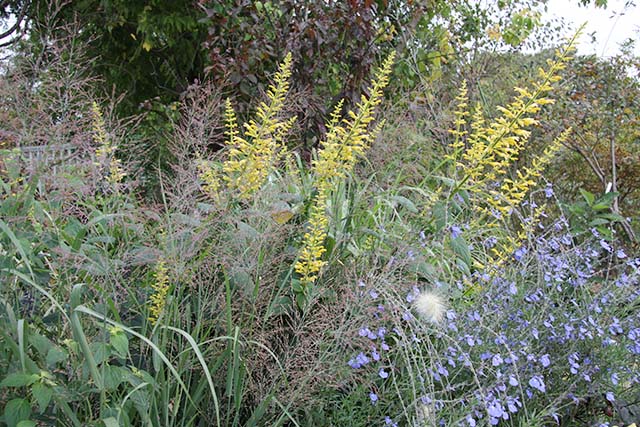 黄花はサルビア「イエローマジェスティ」、青花はサルビア アズレア、薄紅色の穂はパニカム「ダラスブルー」です