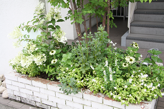 夏でも涼しく感じるホワイトガーデンの植栽例です。左からノリウツギ（低木）、エキナセア（キク科の花）、アンゲロニア（穂状花）、トレニアです。アンゲロニアとトレニアのみ一年草で、それ以外は3～4年は植えっ放しにできます